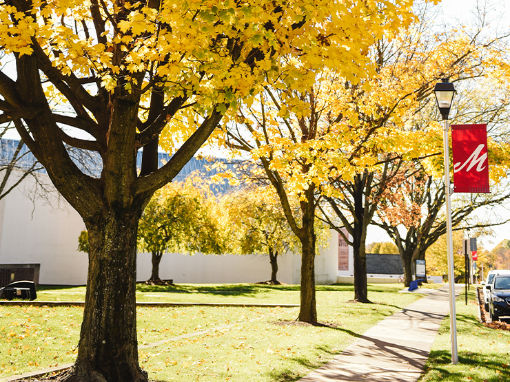 Trees with bright yellow leaves line a sidewalk.