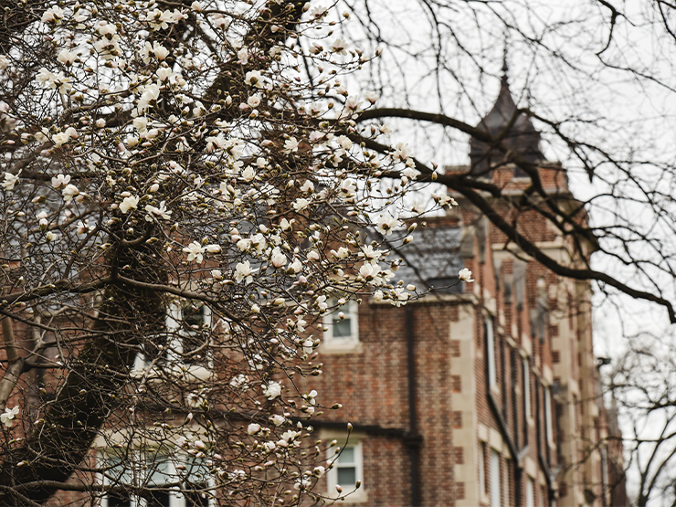 Delicate white blossoms decorate the branches of a tree with a residence hall in the distance.