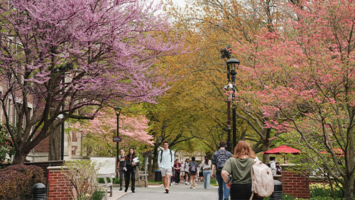 College students walk along a pathway under trees blossoming in the springtime.