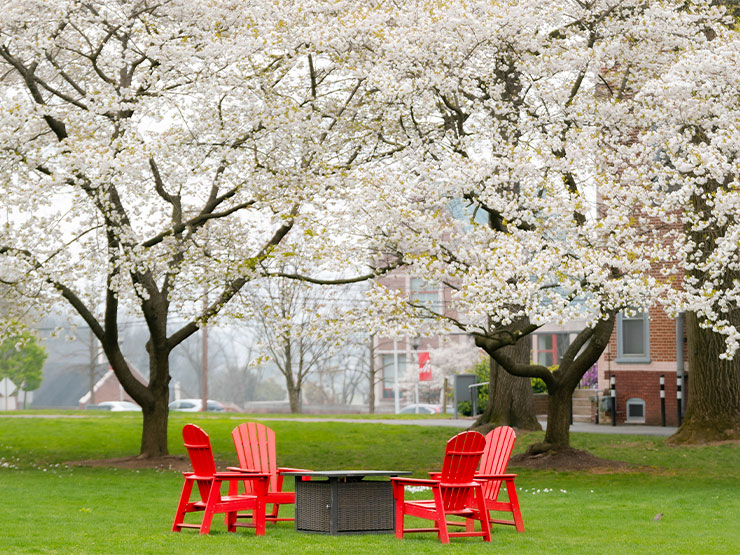 Four red Adirondak chairs cluster around a firepit on a green campus lawn under trees filled with white blossoms.