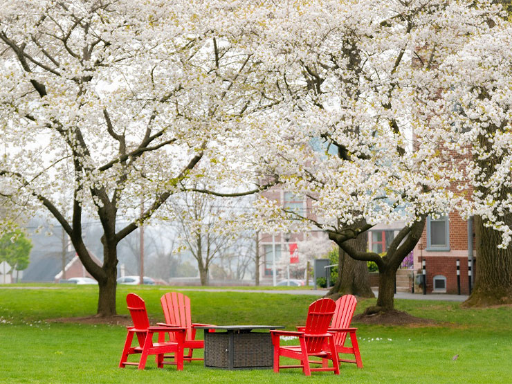 Four red Adirondack chairs are clustered around an outdoor fire pit, flanked by white blossoming trees.