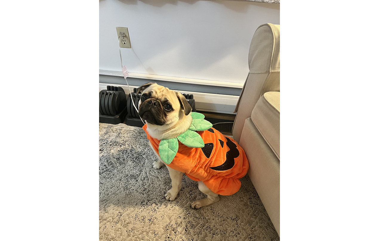 Image for Let me Pug-kin spice up your life �� (Halloween)