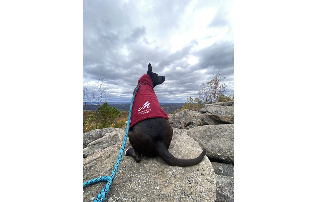 Image for Favorite fall hike along the Appalachian Trail with my dog Maesil, sporting her favorite Muhlenberg gear :) (Physical)