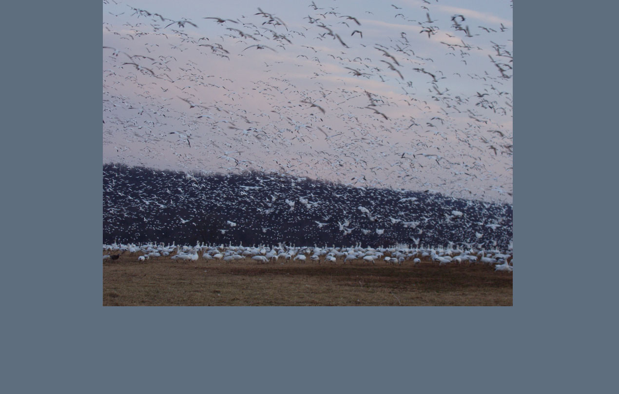 Image for Snow geese at Middle Creek WMA (Mental/Emotional)