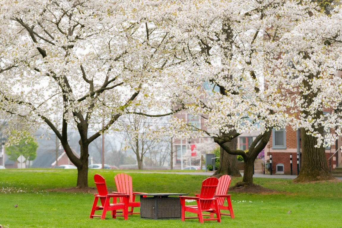 Spring flowering trees and green grass, wtih two red adirondack chairs in the foreground.