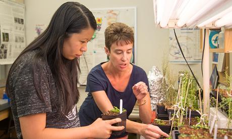 Julia Burns '16 works with Amy Hark to understand the role of GCN5 in the control of Arabidopsis trichome morphogenesis