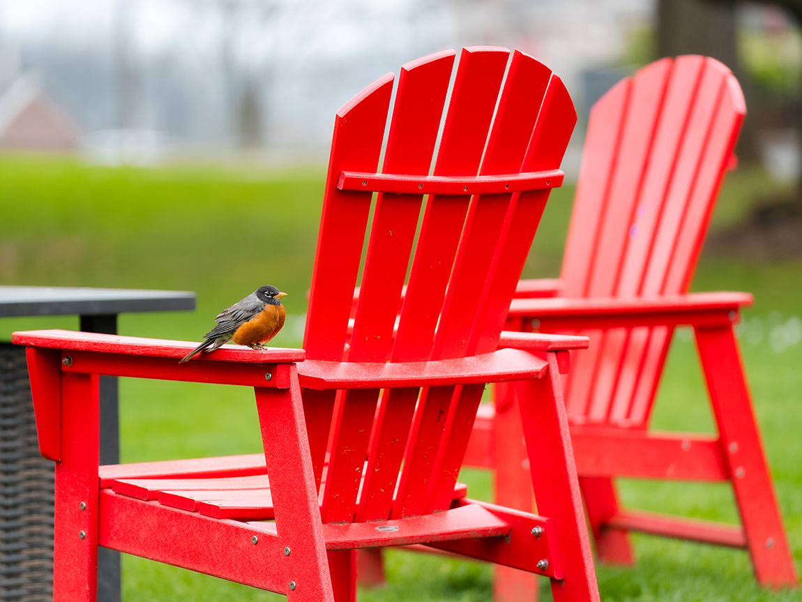 A plump robin sits on the arm of a red Adirondack chair