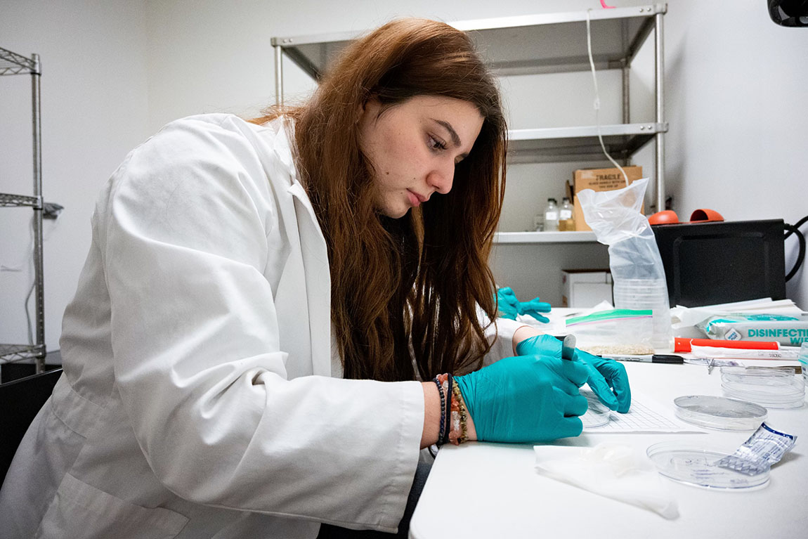 A college student with long dark hair wearing a white lab coat and blue rubber gloves uses a pair of tweezers during a lab experiment